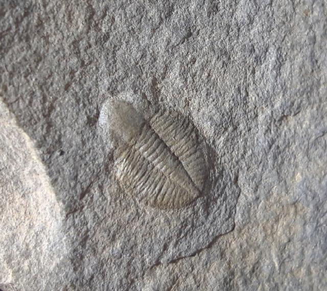 Ogyginus corndensis (MURCHISON 1839) - Bild © FossNet FossilienStore